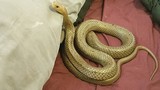 "Rụng tim" thấy loài rắn độc nhất hành tinh trên giường